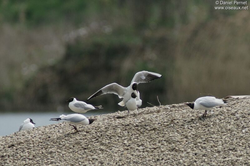 Mouette rieuse adulte, Comportement