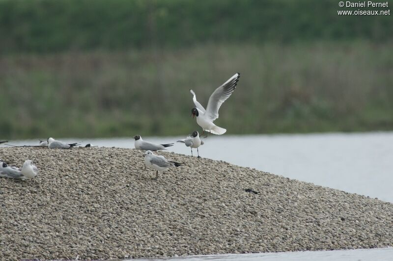 Black-headed Gull adult, Behaviour