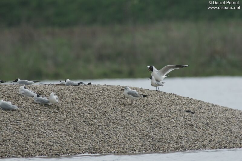 Mouette rieuse adulte, Comportement