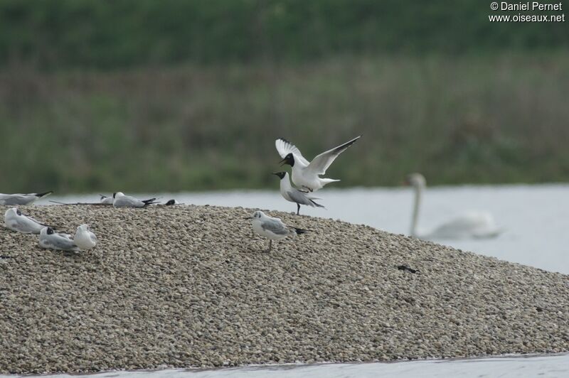 Mouette rieuse adulte, Comportement