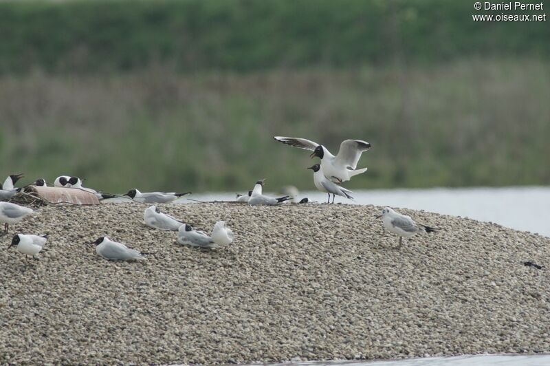 Mouette rieuse adulte, Comportement