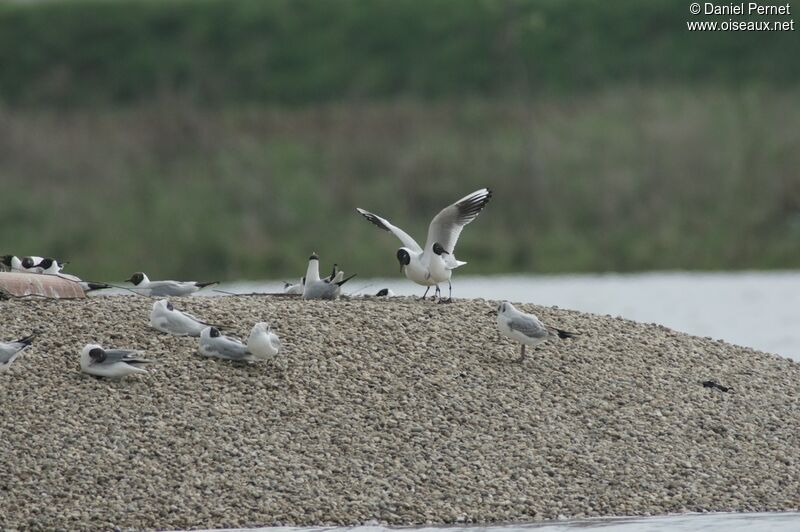 Mouette rieuse adulte, Comportement