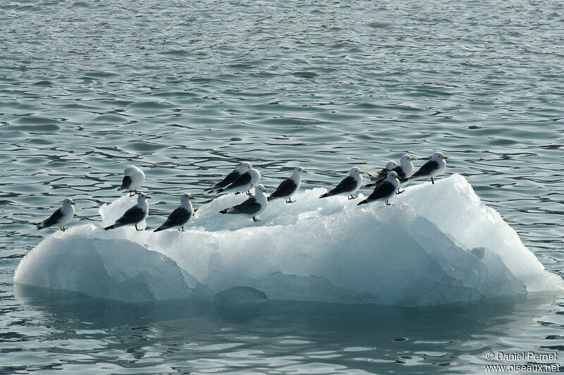 Black-legged Kittiwakeadult