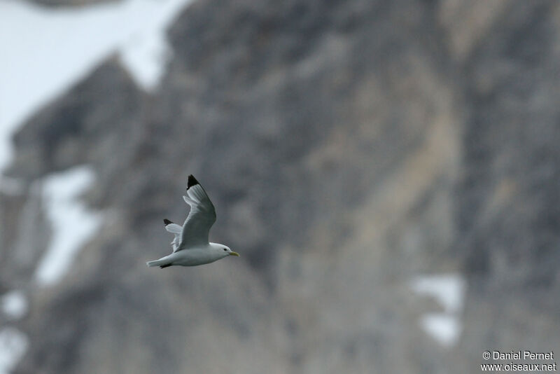 Black-legged Kittiwakeadult, Flight