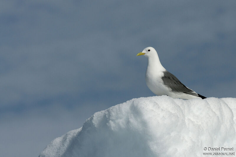 Mouette tridactyleadulte