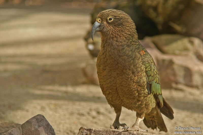 Nestor kéaadulte, identification