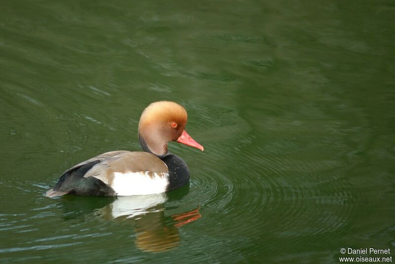 Nette rousse mâle adulte, identification