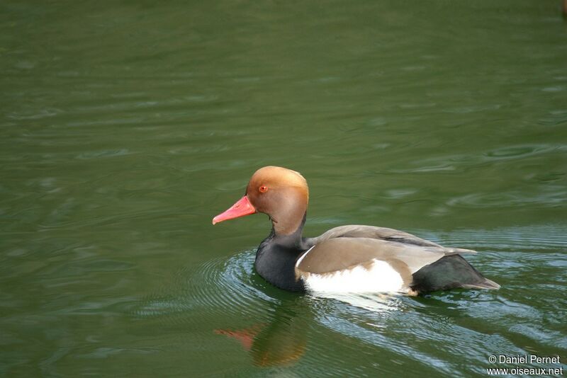 Red-crested Pochard male adult, identification