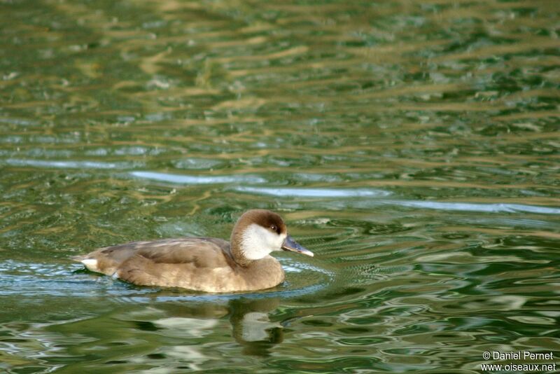 Nette rousse femelle adulte, identification