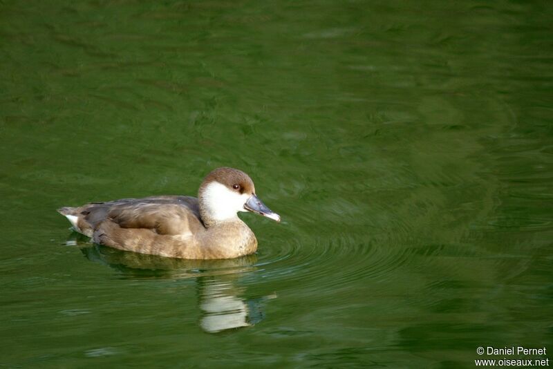 Red-crested Pochard female adult, identification