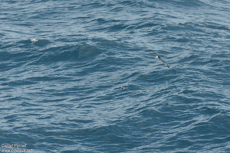 Océanite à ventre blancadulte, Vol