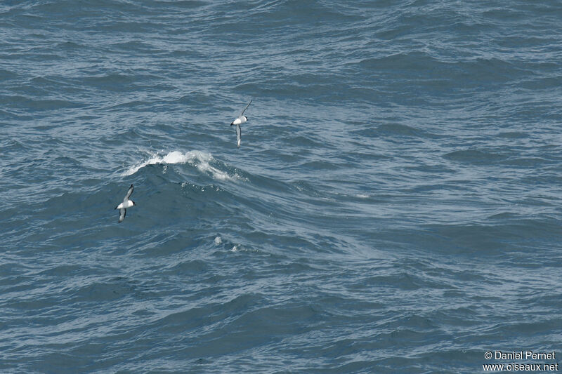 Océanite à ventre blancadulte, Vol