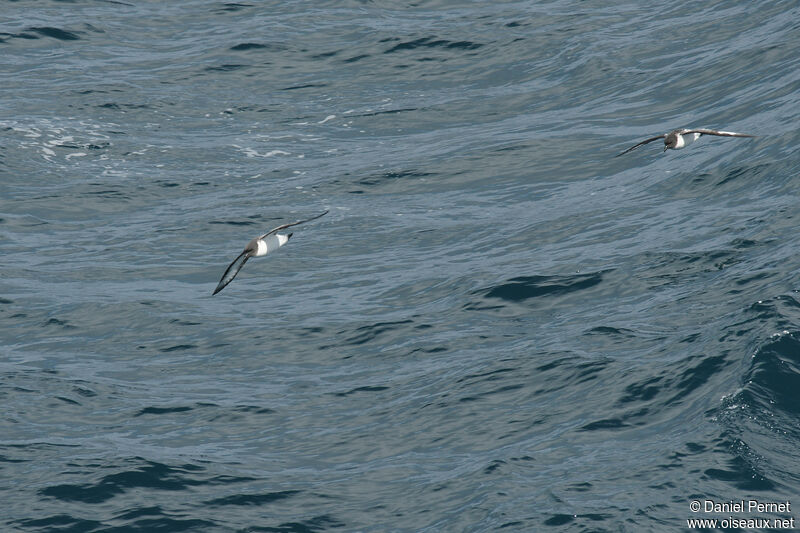 White-bellied Storm Petreladult, Flight