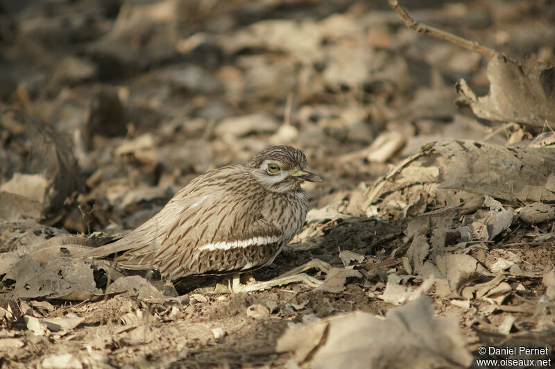 Indian Stone-curlewadult