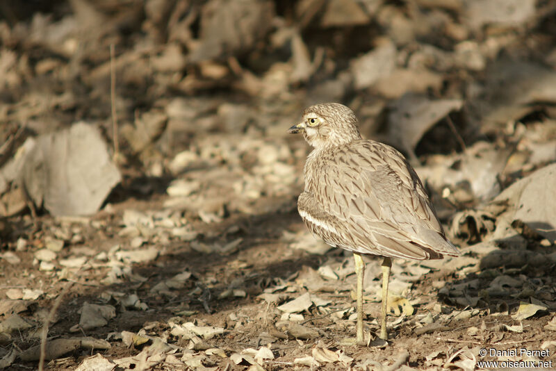 Indian Stone-curlewadult, walking