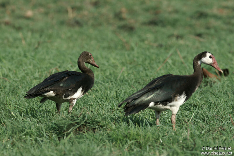 Spur-winged Gooseadult, identification