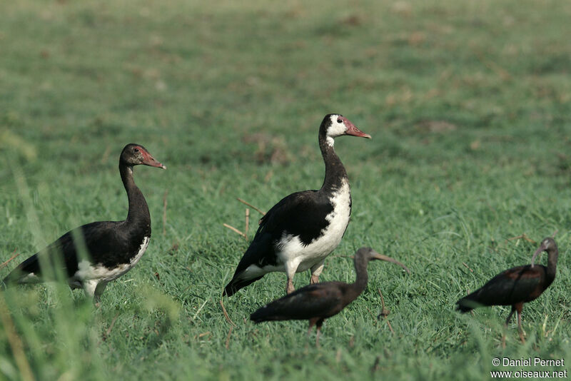 Oie-armée de Gambieadulte, identification