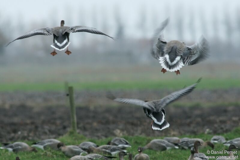 Pink-footed Gooseadult post breeding, Flight