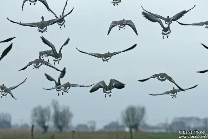 Pink-footed Gooseadult post breeding, Flight