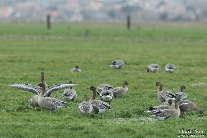 Pink-footed Gooseadult post breeding, identification