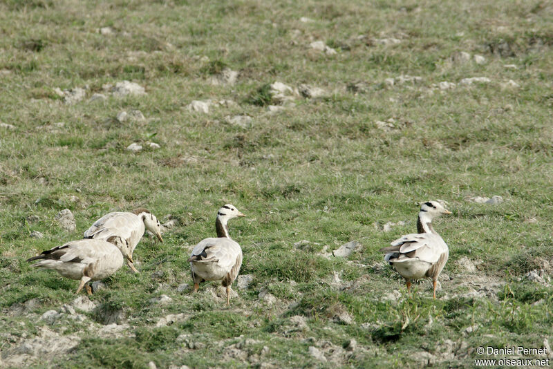 Oie à tête barréeadulte, habitat, marche, mange