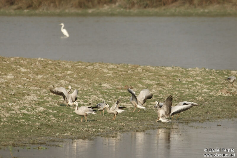 Bar-headed Gooseadult, habitat, walking