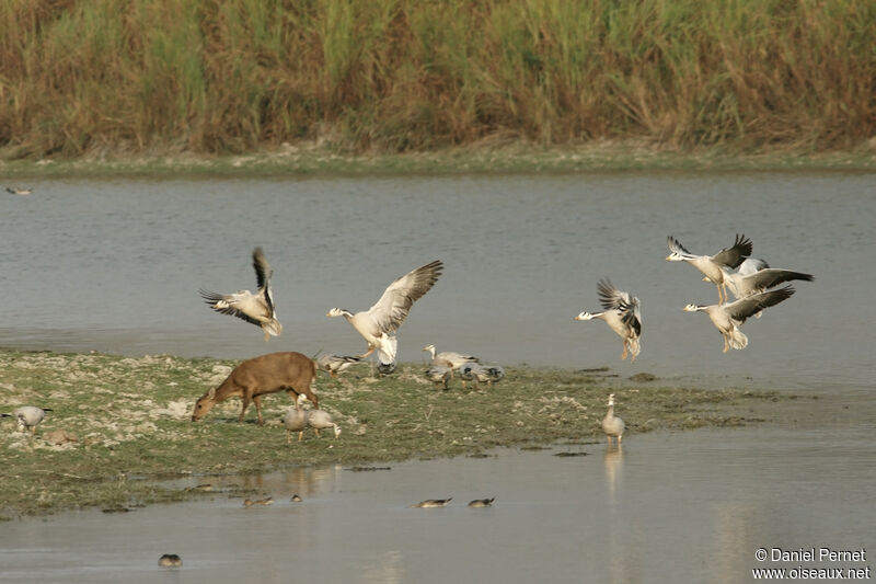 Bar-headed Gooseadult, habitat, Flight