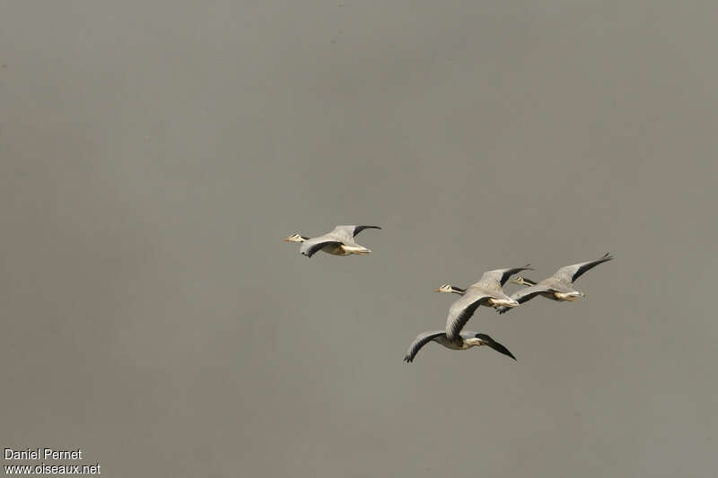 Bar-headed Gooseadult, Flight