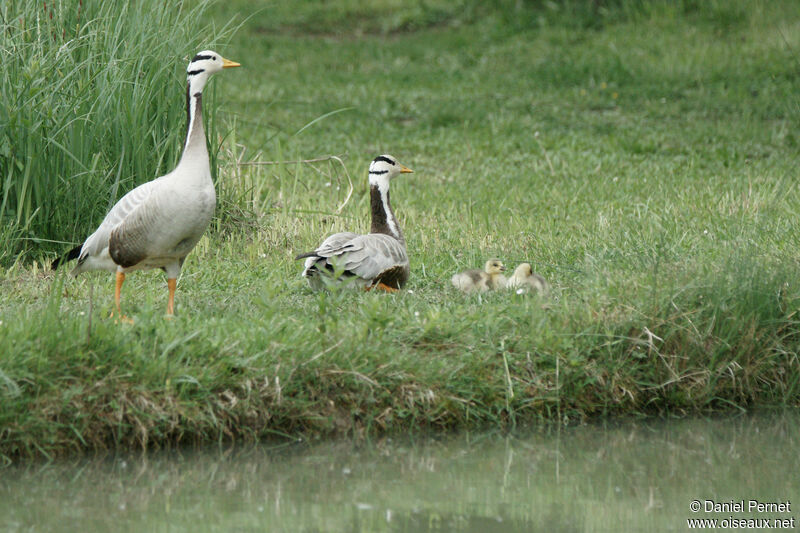 Bar-headed Goose, walking