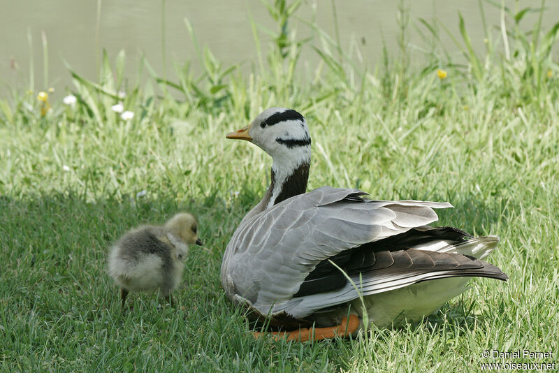 Bar-headed Goose