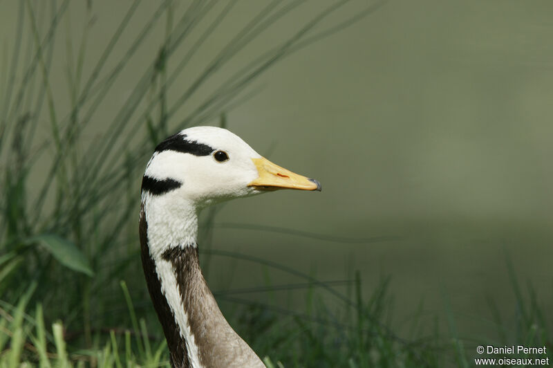 Bar-headed Gooseadult, close-up portrait