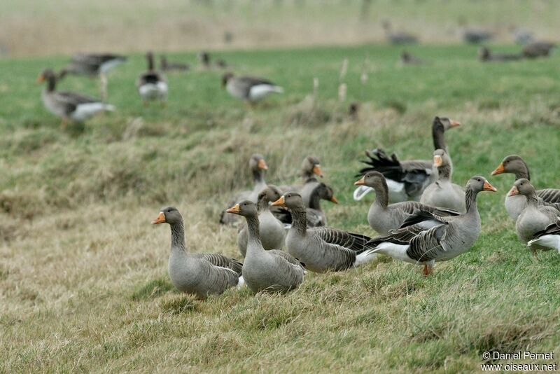 Greylag Gooseadult post breeding, identification