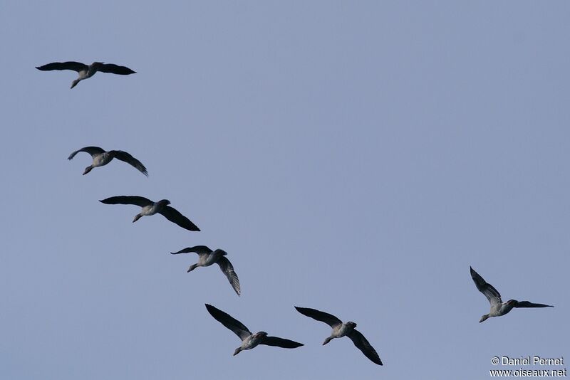 Greylag Gooseadult post breeding, Flight