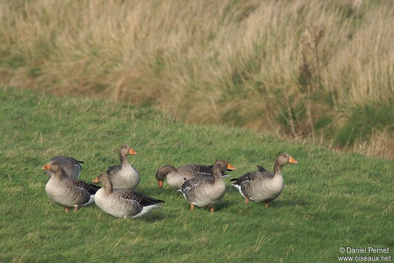 Greylag Gooseadult post breeding, identification