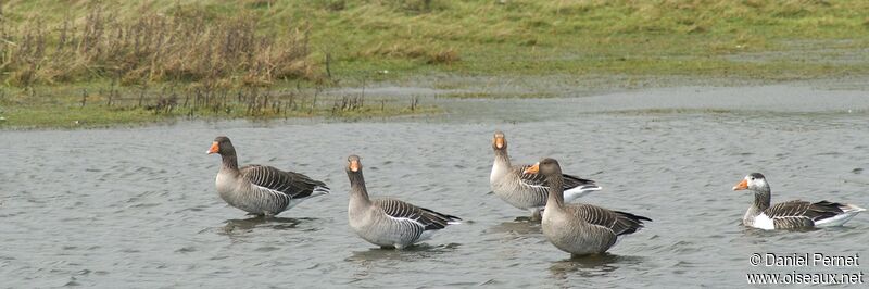 Greylag Gooseadult post breeding, identification