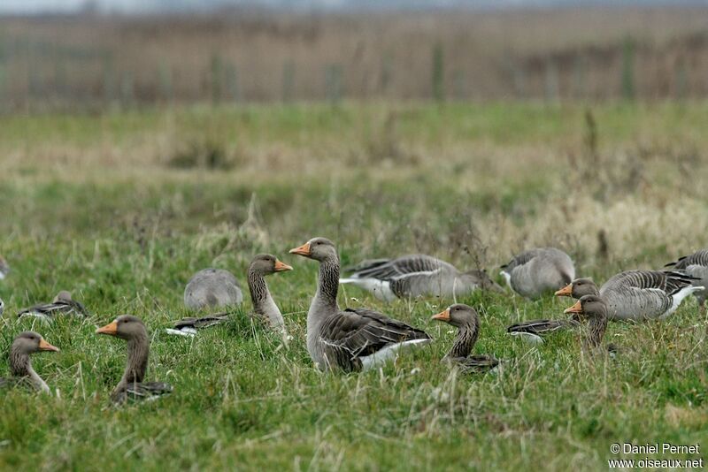 Greylag Gooseadult post breeding, identification