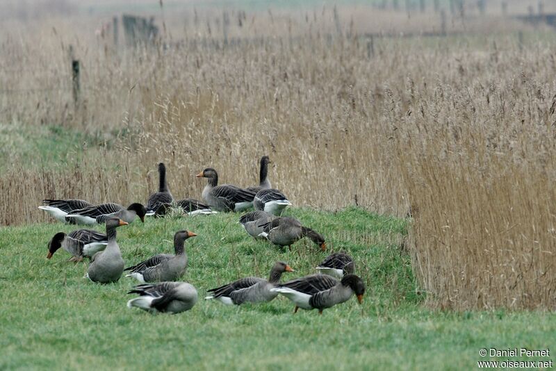 Greylag Gooseadult post breeding