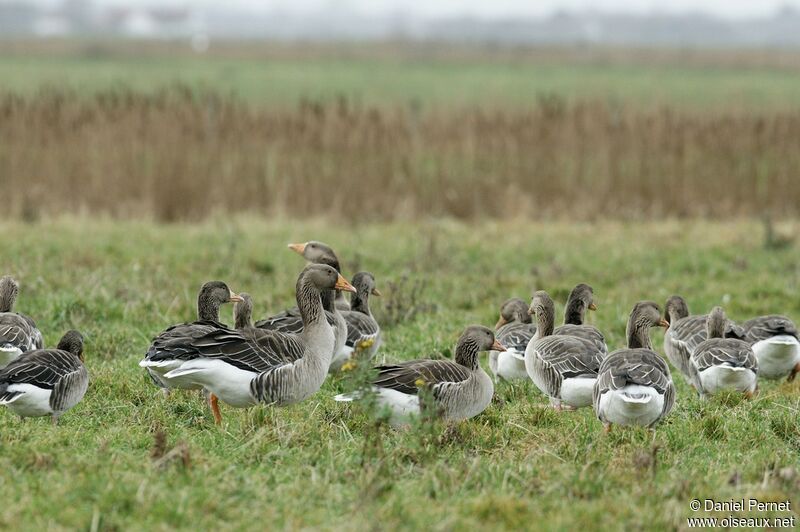 Greylag Gooseadult post breeding, identification