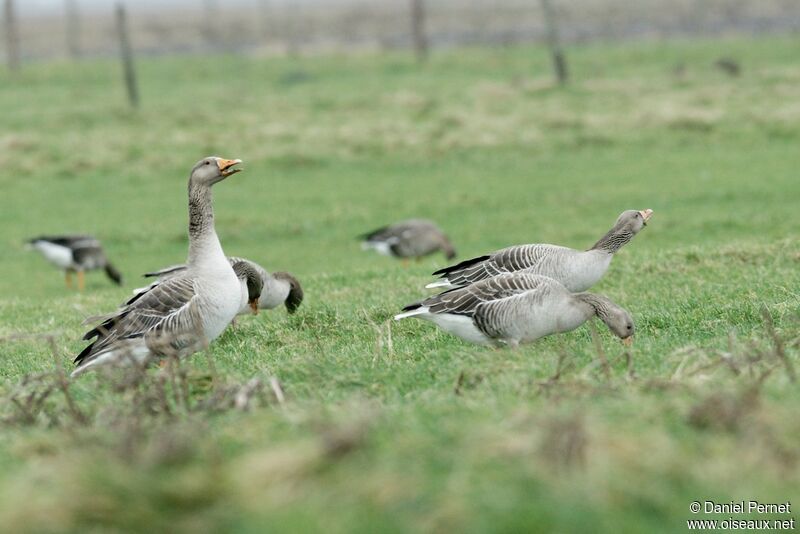 Greylag Gooseadult post breeding, identification, Behaviour