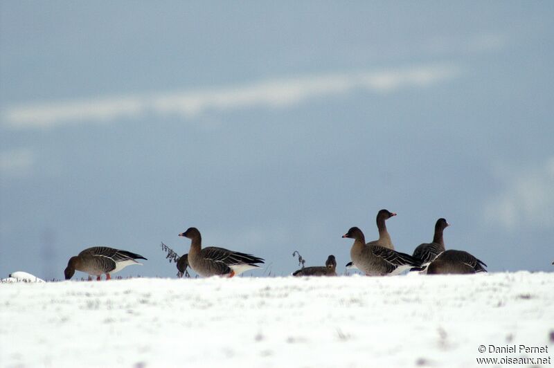 Taiga Bean Gooseadult post breeding, identification