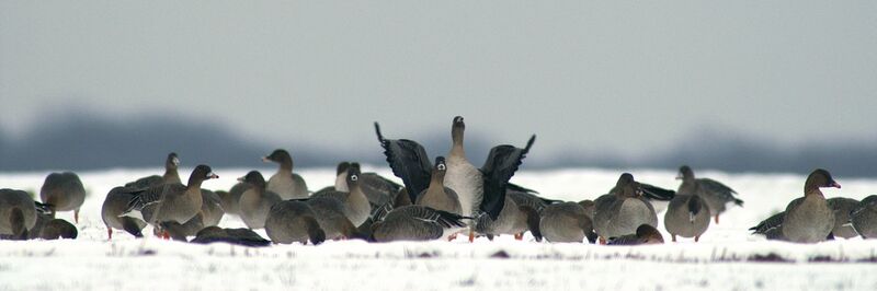 Taiga Bean Gooseadult post breeding, identification