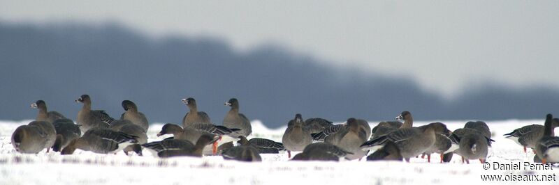 Taiga Bean Gooseadult post breeding, identification