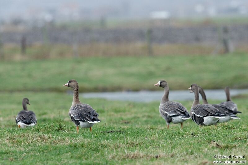 Greater White-fronted Gooseadult post breeding, identification