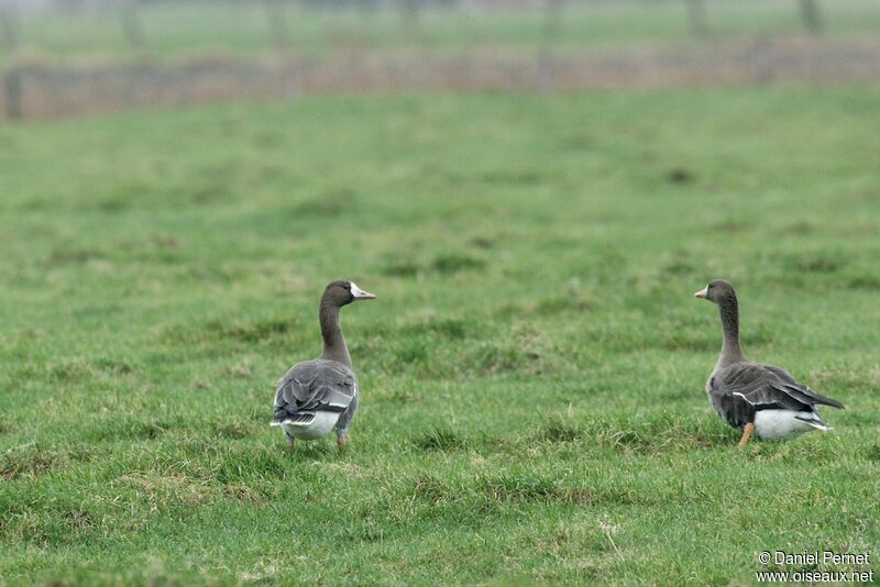 Greater White-fronted Gooseadult post breeding, identification