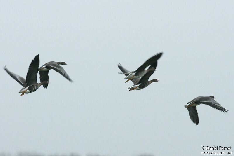 Greater White-fronted Gooseadult post breeding, Flight