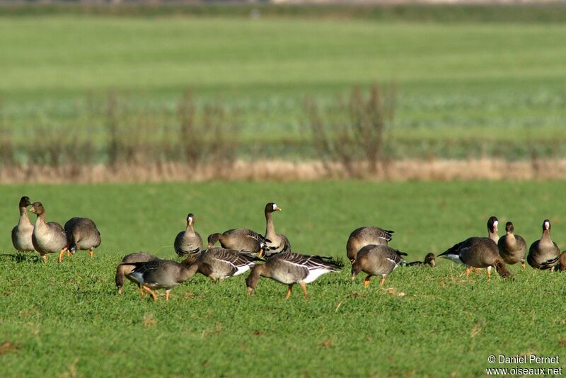 Greater White-fronted Gooseadult post breeding, identification