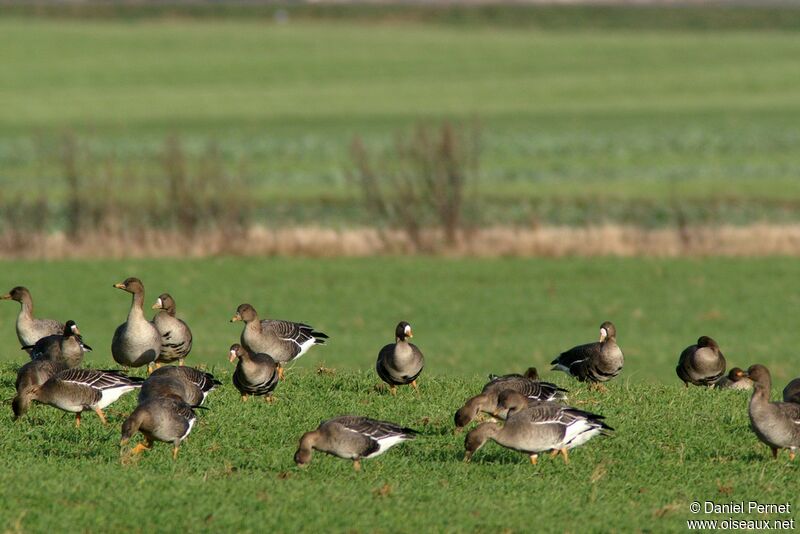 Greater White-fronted Gooseadult post breeding, identification, Behaviour