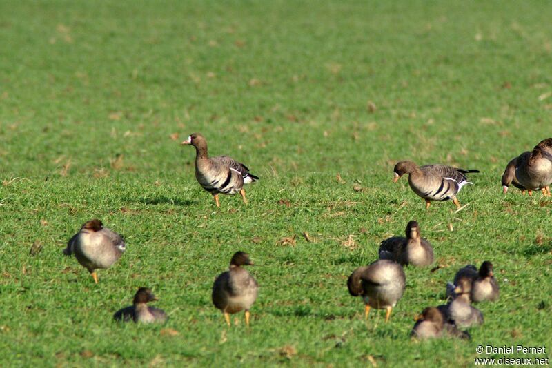 Greater White-fronted Goose, identification