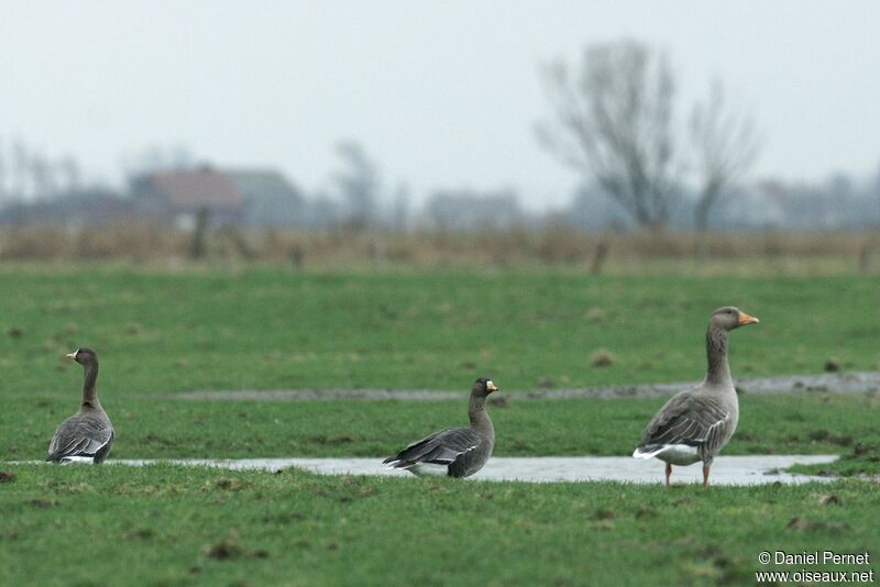 Greater White-fronted Gooseadult post breeding, identification