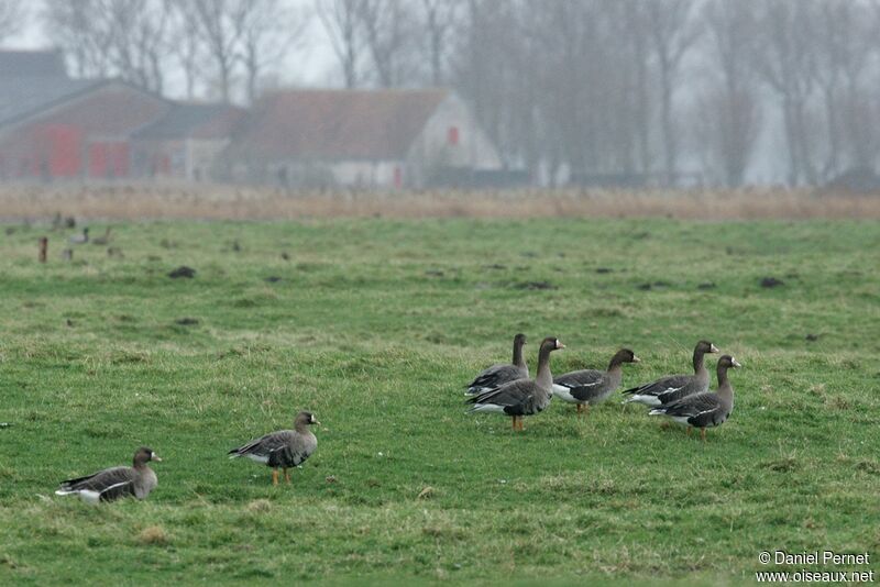 Greater White-fronted Gooseadult post breeding, identification